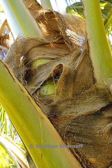 palm trunk 2 graphic